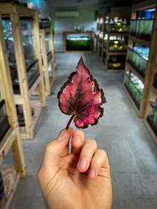 Begonia Red Robin - Dart Frog VIVARIUM / Terrarium Plant - Leaf Cutting - Picture 1 of 8