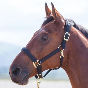 Shires Topaz Nylon Headcollar - Picture 1 of 97