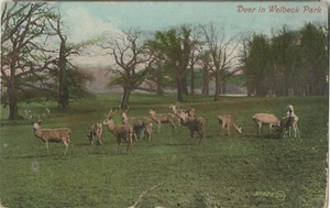 VALENTINES POSTCARD DEER IN WELBECK PARK 1910 -INSTITUTE TRAINED NIRSES WEYMOUTH - Picture 1 of 2