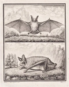 murciélago Chauve Souris Chiroptera murciélagos grabado en cobre 1780 Buffon - Imagen 1 de 1