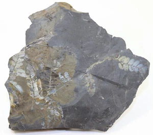 Pflanze, Neuropteris sp. , Karbon, Westphal, Piesberg b. Osnabrück, BRD -c789 - Picture 1 of 4