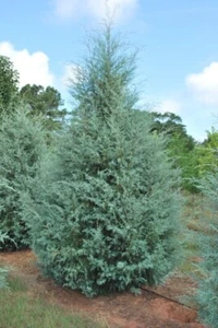 Carolina Sapphire Arizona Cypress Tree - Live Plant - ( 2.5 QT ) - Picture 1 of 5