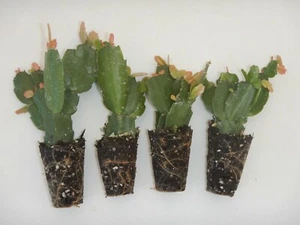 4 Different Named Varieties of Christmas Cactus/Schlumbergera Truncata Plants - Picture 1 of 1