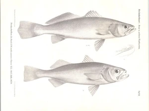 Original 1879 Antique Fish Print - Steindachner - New & Rare Fish Species - Picture 1 of 2
