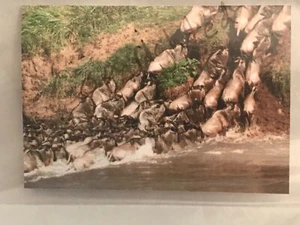 Foto Mara Crossing 3,5x5 tarjeta única con sobre en blanco en su interior. Wildebeest - Imagen 1 de 1