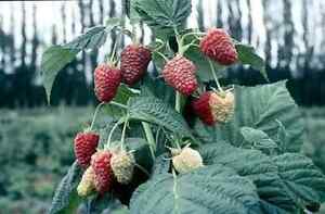 6 Caroline Raspberry Plants / 6 Lrg Bare Root Canes -Zone 4-9