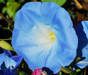 MORNING GLORY HEAVENLY BLUE Ipomoea Tricolor - 10,000 Bulk Untreated Seeds - Picture 1 of 1