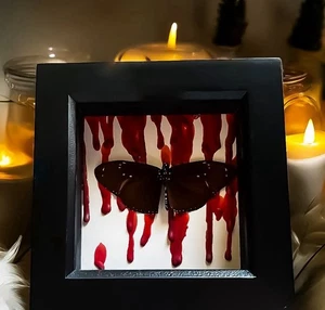 Butterfly Curio Frame With Oddity Dripping Effect Taxidermy - Picture 1 of 1