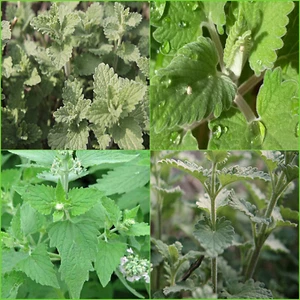 Catnip 175 Seeds Grow HERBS Garden - Picture 1 of 4