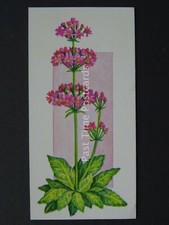 No.20 PRIMULA Flowers All Year Round - Issued by Carreras / Black Cat 1977