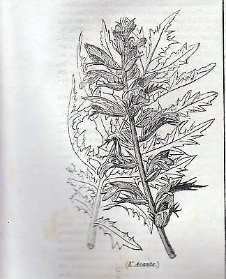 Acanthus Xilografia Prima Meta' '800 (1835 ?) Tratta Da La Mosaique - Botanica • 5.50€