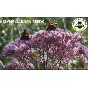 JOE PYE WEED EUTROCHIUM MACULATUM PINK HERBACEOUS  PERENNIAL FLOWER SEEDS - Picture 1 of 3