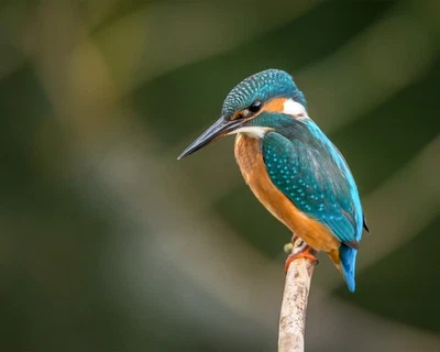 Impresión fotográfica #2 Kingfisher Bird 8x10 8"x10" Foto 1 de 2
