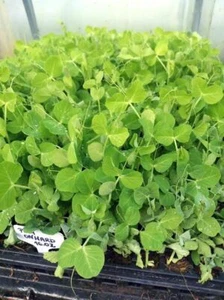 6x Pea Plug Plants Onward Vegetables Garden - Ready now - Picture 1 of 1