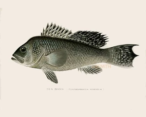 Wolfsbarsch Vintage Zeichnung hochauflösender Giclée 8x10 Druck - Bild 1 von 1