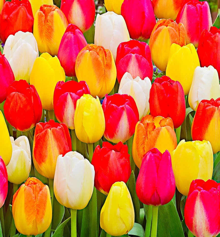 25 Rainbow Mix Tulip Flower Bulbs, Dutch Grown, Imported from Holland - Image 1 of 4