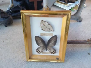 Vintage japanischer Schmetterling gerahmter Wandaufsteller "Kallima Inachus Formosana" asiatisch - Bild 1 von 7