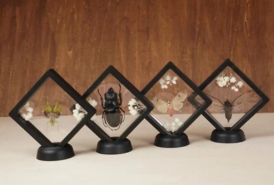 Taxidermia Insecto Enmarcado Mariposas Insectos Colecciones Gótico Decoración del Hogar Foto 1 de 4