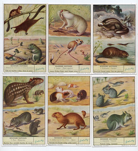 LIEBIG   S. 1600 ,  F .1597  '  UNUSUAL   RODENTS  ' V/ G  FRENCH or DUTCH