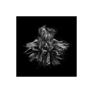 Stampa su Tela su Carta Poster o Quadro Carson Brian Black And White Peony III - Picture 1 of 2