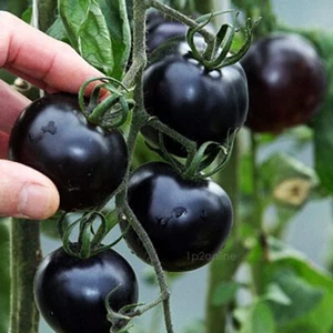 Russian Black Cherry Tomato Seeds Unusual Rare Fruit Plant Heirloom 200 Seeds AU - Picture 1 of 5