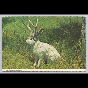 Postal de colección High Country Jackalope sin publicar vista escénica coleccionable - Imagen 1 de 4