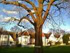 Photo 12X8 Tree On Village Road Finchley C2016