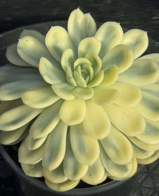 "Suculentas importadas planta viva rara suculenta Echeveria hielo de fresa 5-6""" Foto 1 de 4