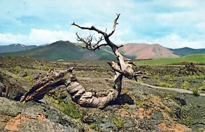 Postal de árbol de triple giro del monumento nacional de los cráteres de la luna de Idaho - Imagen 1 de 2