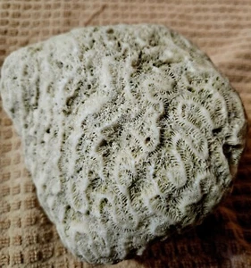 FOSSILIZED BRAIN CORAL FROM FLORIDA  - Picture 1 of 4