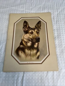 Vintage G.B. Fuchs - Deutscher Schäferhund Profil Litho Foto Bild - Der Wächter - Bild 1 von 20