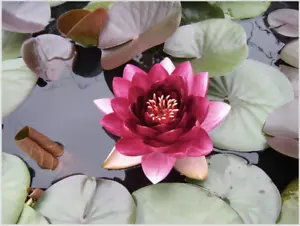 Nymphaea "Perry’s Almost Black" Premier Water Lily Pond Plant - Picture 1 of 4