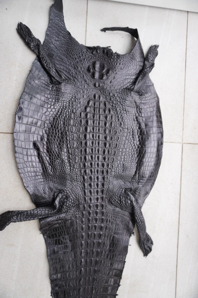 Black Real Crocodile Hornback Leather Skin Hide Exotic Pelt Taxidermy W 14 in E2 - Image 1 of 4