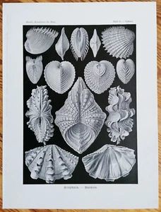 Haeckel impresión original formas de arte mejillones Acephala (tabla 55) - 1900# - Imagen 1 de 1
