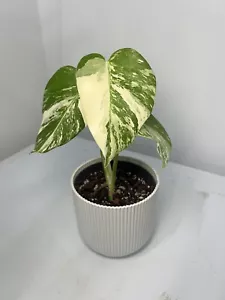 Variegated monstera albo plant - Perfect Amounts Of Variegation - Picture 1 of 3