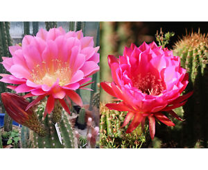 Trich. FLYING SAUCER x Trich. SCHICK PINK CACTUS 10 SEEDS Pink Flowering Cacti