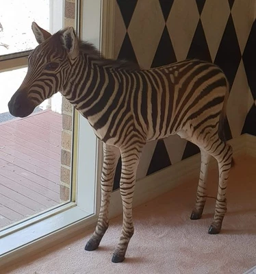 RARE Full-Body Taxidermy Zebra Foal – Museum-Quality | Incredible Display Piece - image 1 of 2