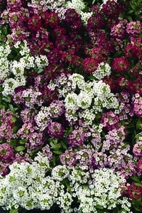ALYSSUM * OSTERNHAUBENSERIE * - Bild 1 von 1
