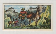 Animals in the Service of Man 1964. Llamas of South America