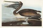 Brown Pelican, Vintage John James Audubon American Bird Poster Art Print Picture