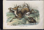 RED DEER, Il Cervo Nobile, Attacked by Dogs - BOSCHI-1863 ATLANTE ZOOLOGICO