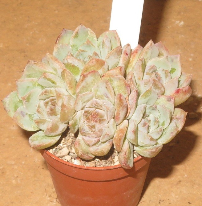 Exotenherz Crassula Arborescens - Kleine Sukkulente Im 5,5 Cm Topf, Ca. 8-10 Cm Hoch