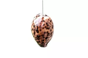 Unico vero Tiger Cowrie Sea Shell maniglia estraibile luce con cavo e connettore - Foto 1 di 4