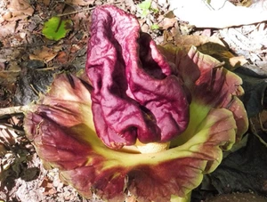 5 Semillas Amorphophallus paeoniifolius ñame elefante comestible flor gigante - Imagen 1 de 1