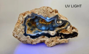 1950s Ballast Point Tampa Florida Agatized Coral Agate Chalcedony Botryoidal - Picture 1 of 6