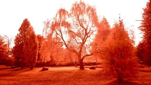 Infrared Filter Aerochrome / IR-chrome 72mm filter *** SEE VIDEO *** UK Seller - Picture 1 of 16