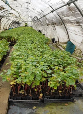 MONJARDINEXTRAORDINAIRE Vitis vinifera 'Pinot d'Aunis' / Cépage noir / Raisin pour vin