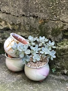 Set of Two Glazed And Unglazed Terracotta Succulent Planter Pots With Drainage - Picture 1 of 12