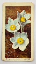 Pasque Flower Wild Flowers of North America Card Brooke Bond Red Rose CC490