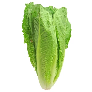 500 Samen - Römersalat Parris Island - Bauernsaat - BIO - Bild 1 von 1